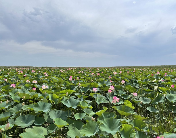 Слайд 6 Нижняя Волга